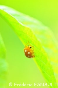 Coccinelle à 16 points (Halyzia sedecimguttata)