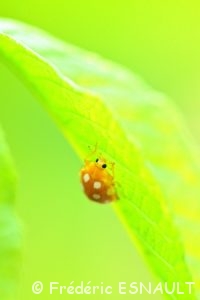 La Coccinelle à 16 points (Halyzia sedecimguttata)