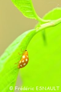 La Coccinelle à 16 points (Halyzia sedecimguttata)