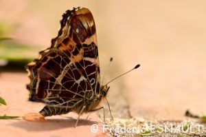 Carte géographique (Araschnia levana)