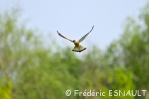 Faucon crécerelle (Falco tinnunculus)