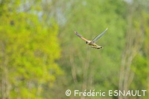 Faucon crécerelle (Falco tinnunculus)