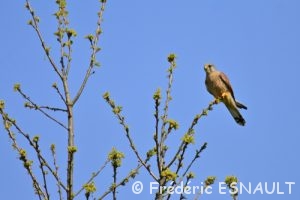 Faucon crécerelle (Falco tinnunculus)