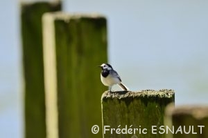 Bergeronnette grise (Motacilla alba)