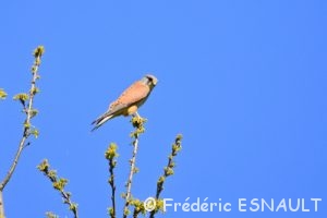 Faucon crécerelle (Falco tinnunculus)