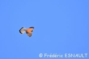 Faucon crécerelle (Falco tinnunculus)