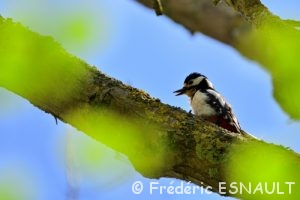 Pic épeiche (Dendrocopus major)