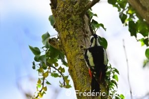 Pic épeiche (Dendrocopus major)