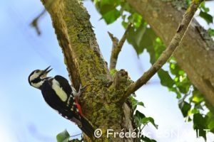 Pic épeiche (Dendrocopus major)
