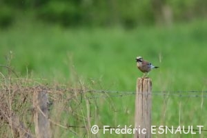 Geai des chênes (Garrulus glandarius)