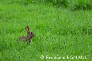 Lapin de garenne ou Lapin commun (Oryctolagus cuniculus)