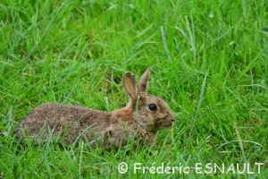Lapin de garenne ou Lapin commun (Oryctolagus cuniculus)