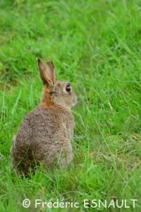 Lapin de garenne ou Lapin commun (Oryctolagus cuniculus)