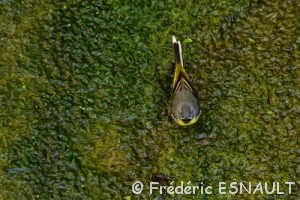 La Bergeronnette des ruisseaux (Motacilla cinerea)