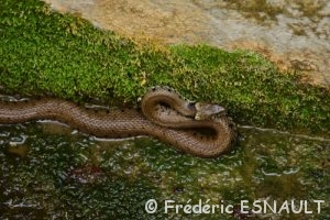 Couleuvre helvétique (Natrix helvetica)