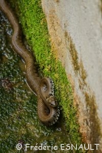 Couleuvre helvétique (Natrix helvetica)