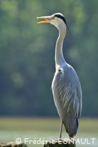 Héron cendré (Ardea cinerea)
