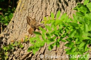 Grimpereau des jardins (Certhia brachydactyla)