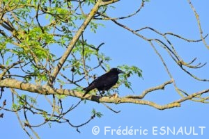 Corneille noire (Corvus corone)