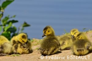 Bernache du Canada (Branta canadensis)