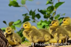 Bernache du Canada (Branta canadensis)