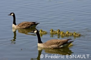Bernache du Canada (Branta canadensis)