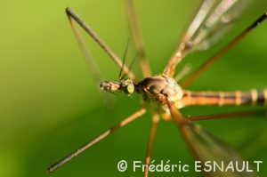 La Tipule printanière (Tipula vernalis)