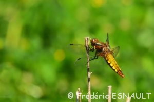 Libellule déprimée (Libellula depressa)