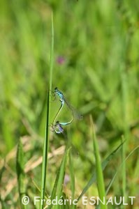 Accouplement de libellules Ischnure élégante (Ischnura elegans)