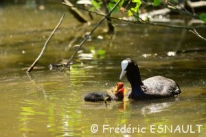 Le Foulque macroule (Fulica atra)