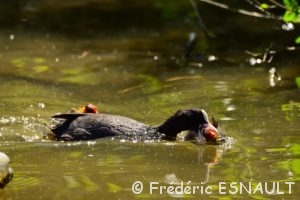 Foulque macroule (Fulica atra)