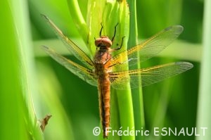 Libellule fauve immature (Libellula fulva)