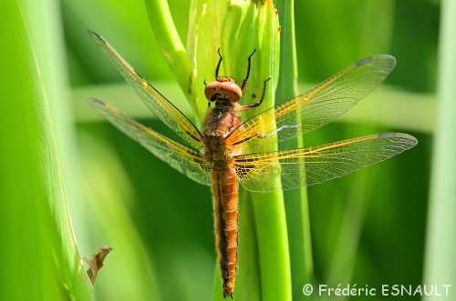 Libellule fauve immature