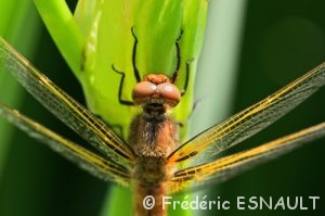 Libellule fauve immature (Libellula fulva)