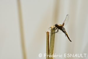 Libellule déprimée (Libellula depressa)