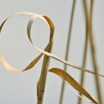 Massette à feuilles larges (Typha latifolia)