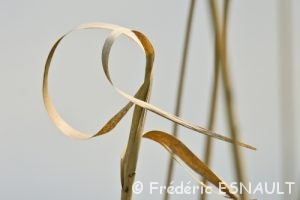 Massette à feuilles larges (Typha latifolia)