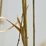 Massette à feuilles larges (Typha latifolia)