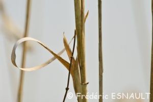 Massette à feuilles larges (Typha latifolia)