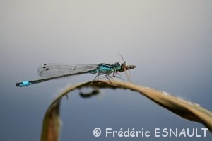 Ischnure élégante (Ischnura elegans) dévorant une proie
