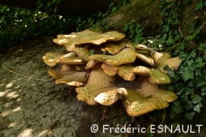Polypore écailleux (Cerioporus squamosus)