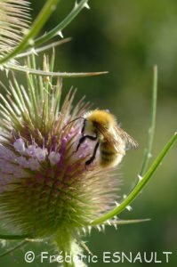 Bourdon des champs (Bombus pascuorum)