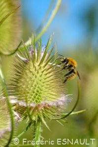 Bourdon des champs (Bombus pascuorum)
