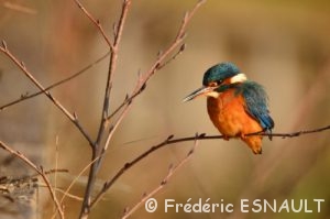 Martin-pêcheur d'Europe (Alcedo atthis)
