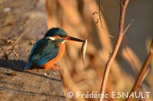 Martin-pêcheur d'Europe (Alcedo atthis)
