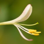 Chèvrefeuille des bois (Lonicera periclymenum)