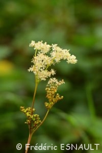 Reine-des-prés (Filipendula ulmaria)