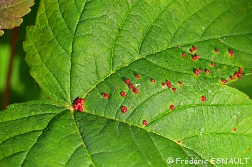 Érinose de l'Érable (Acer sp.) due à l'Acarien (Eriophyes macrochelus)