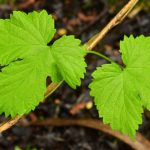 Houblon ou Houblon grimpant (Humulus lupulus)