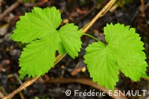 Houblon ou Houblon grimpant (Humulus lupulus)